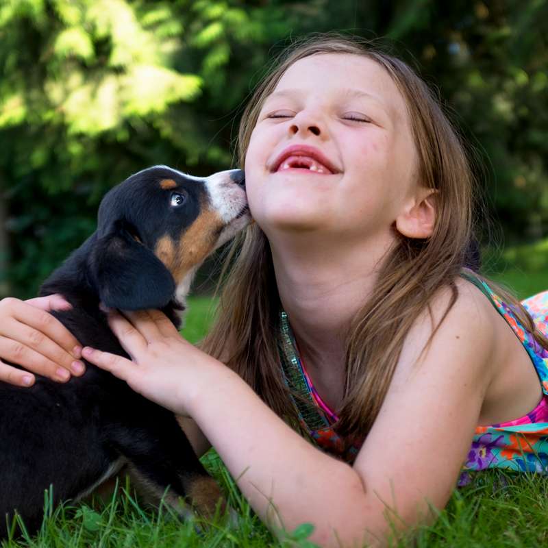  Young girl with Entlebucher Mountain Dog outdoors.
