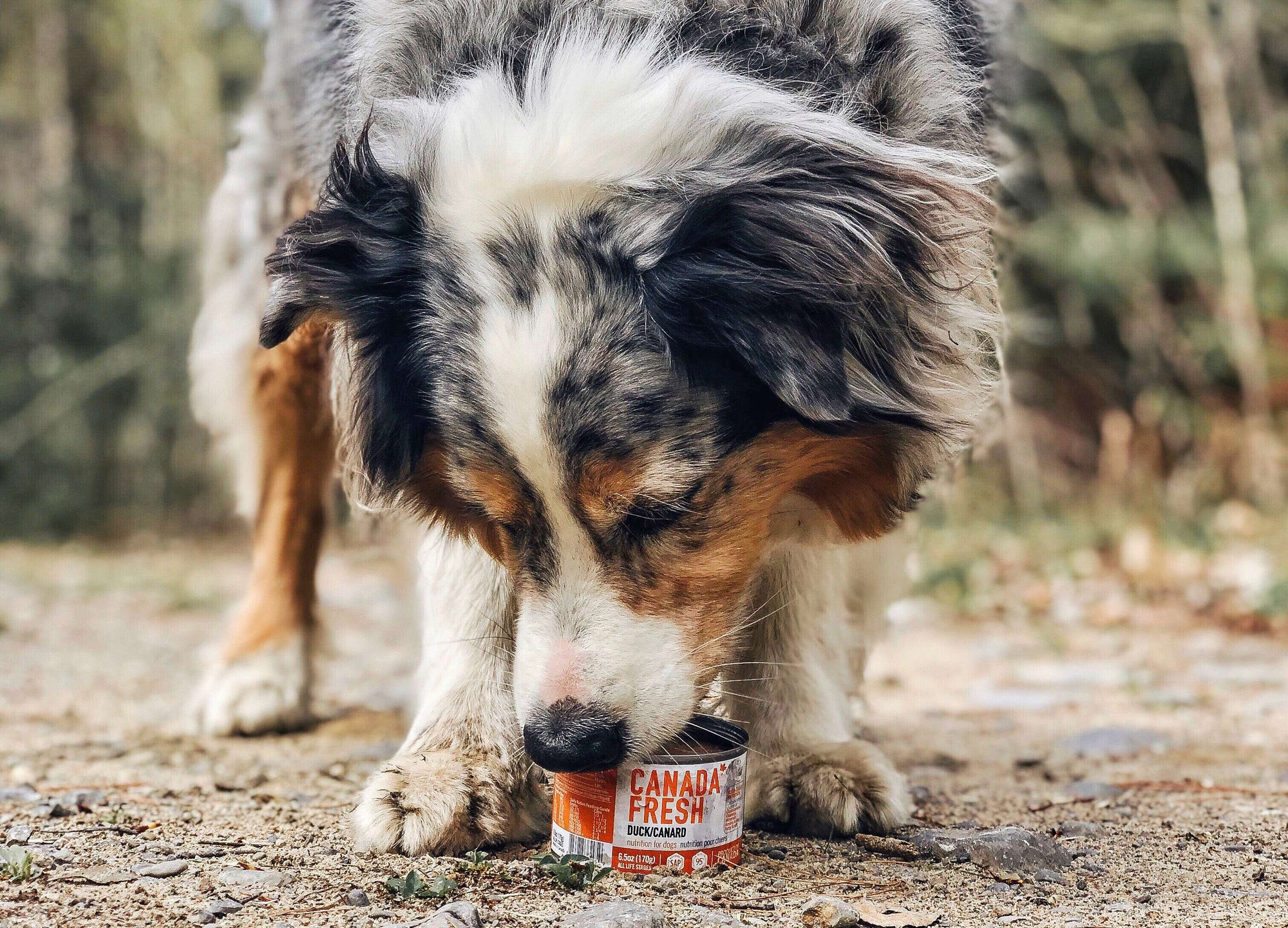 Australian Shepherd eating from a 6.5 oz can of Canada Fresh Duck Variant.