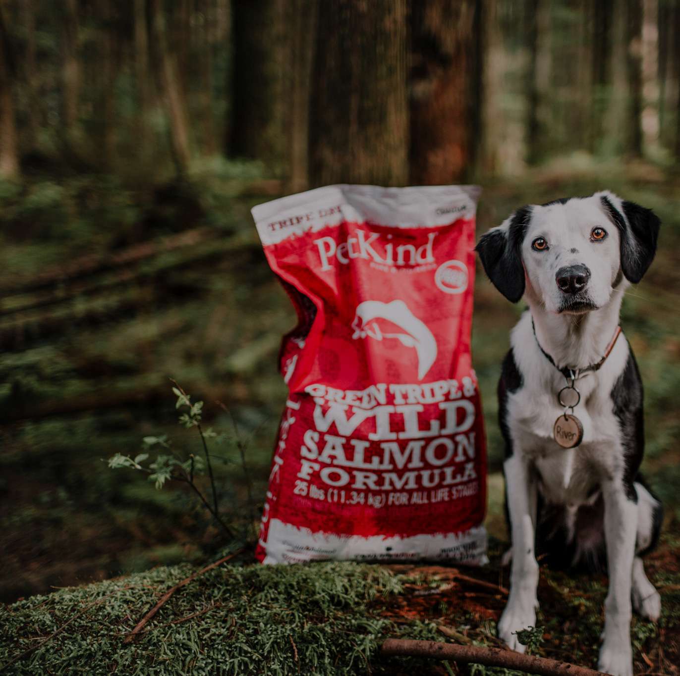 Border Collie and Labrador Retriever in a forest with PetKind Tripe Dry Green Tripe and Wild Salmon formula.