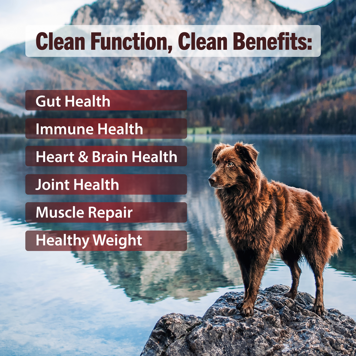 CF1 CANADA FRESH - DOG -  RED MEAT
