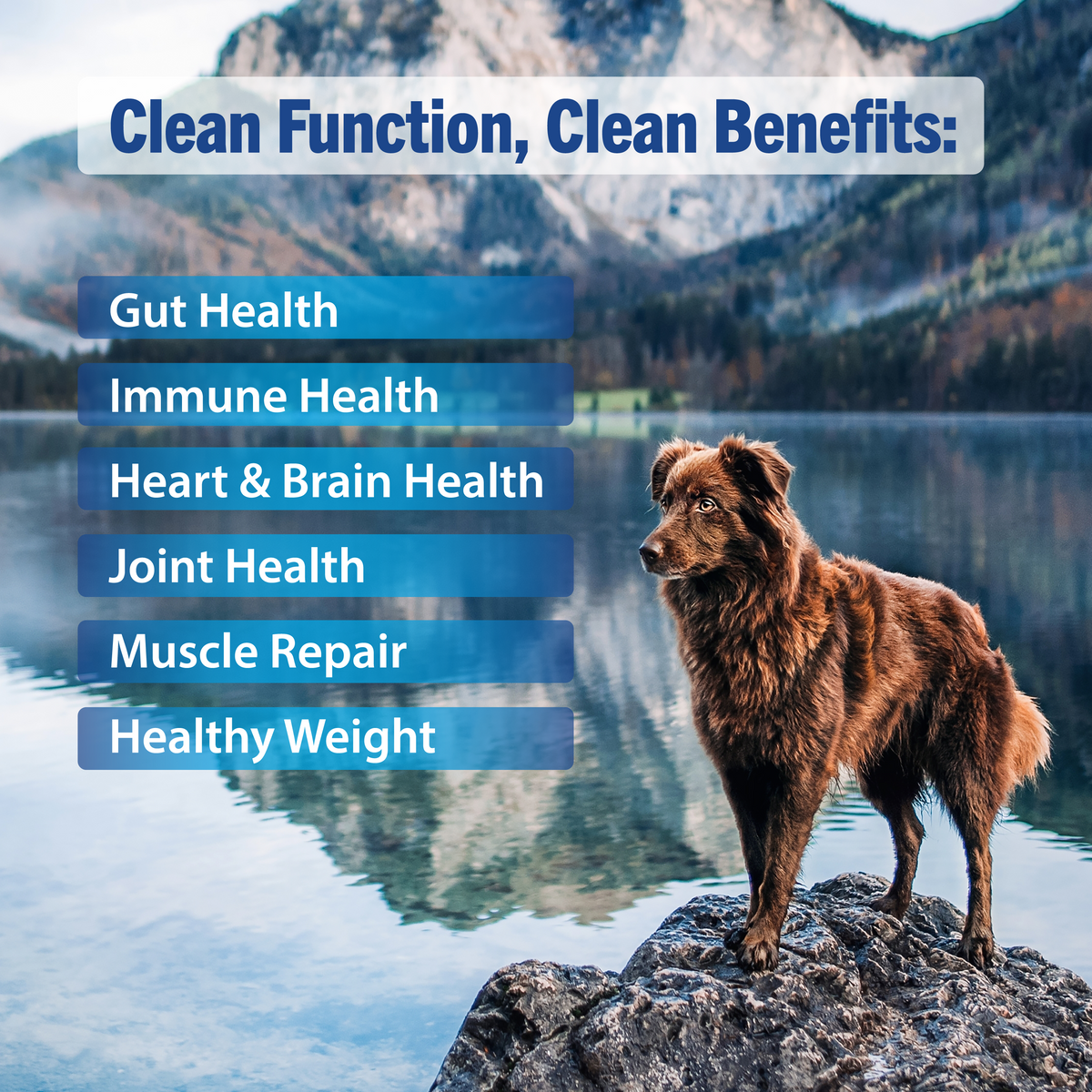 CF1 CANADA FRESH - DOG -  LAMB