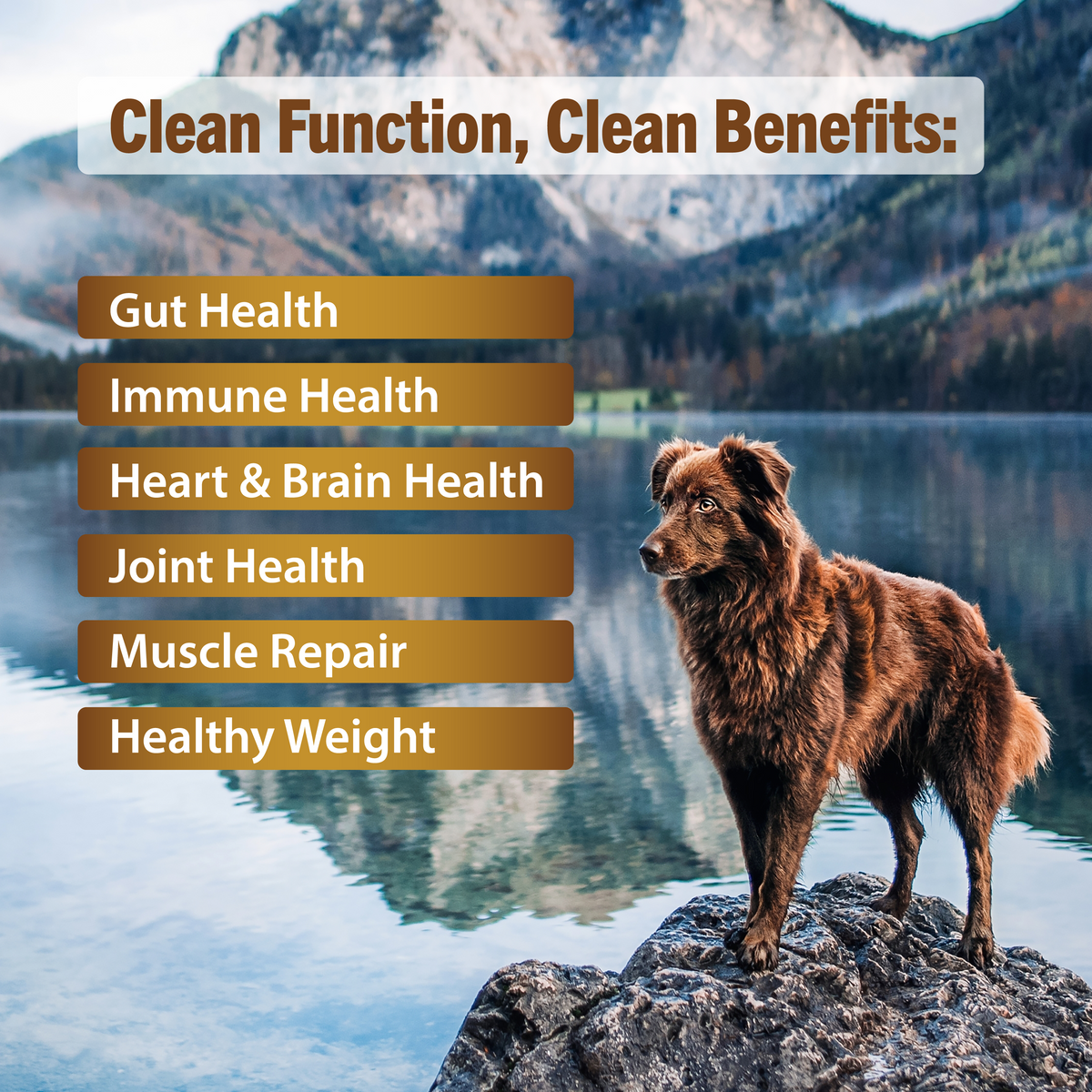 CF1 CANADA FRESH - DOG -  CHICKEN