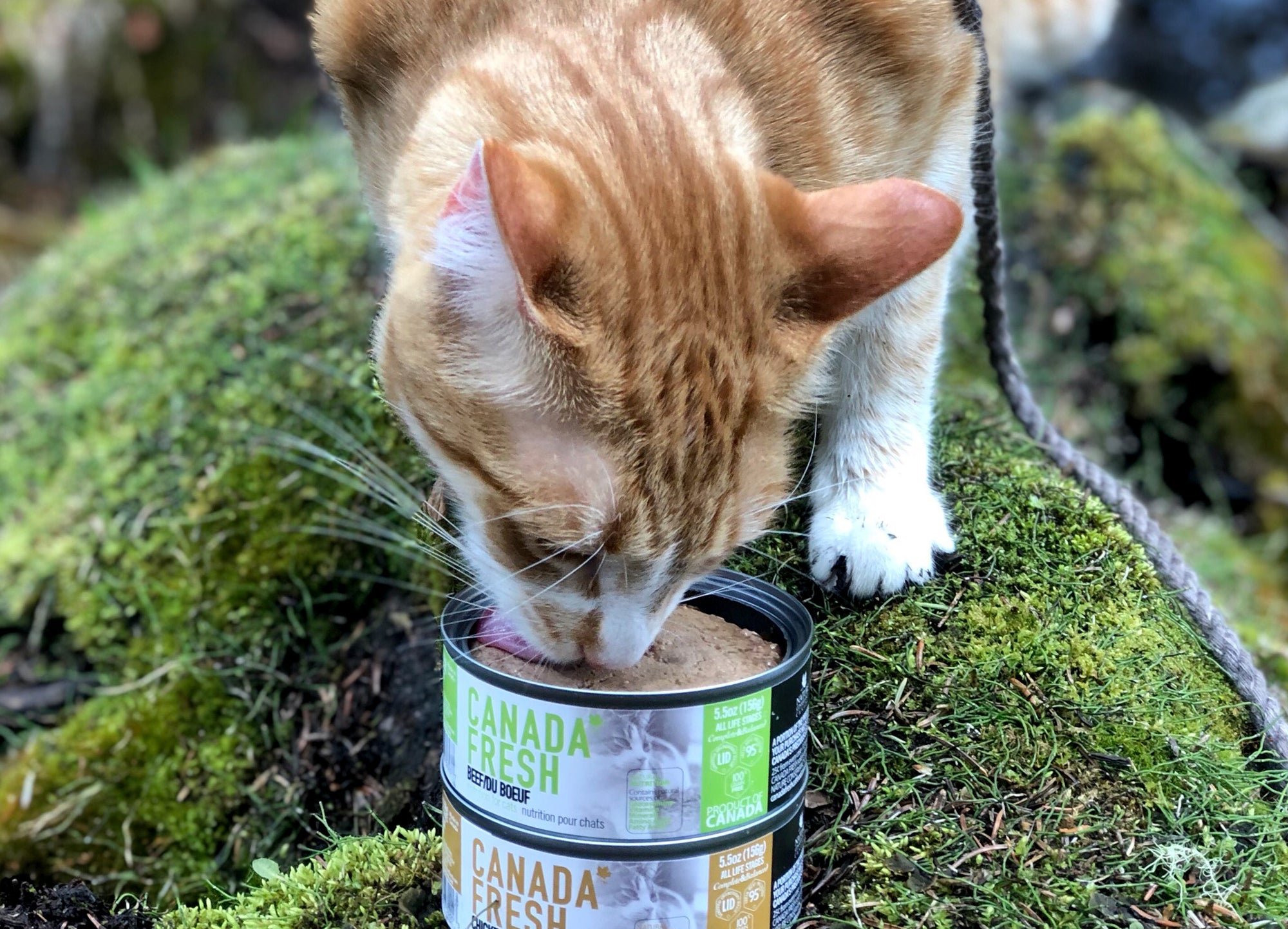 Ginger Tabby cat eating out of a 5.5 oz can of Canada Fresh Beef variant.
