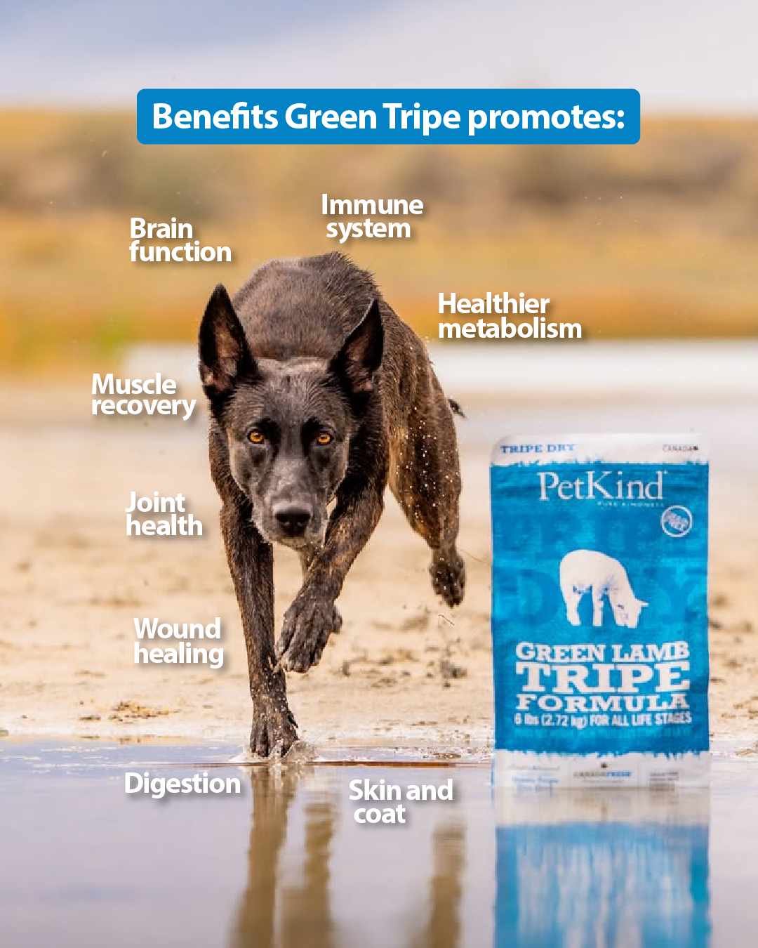 Tripe Dry – Green Lamb Tripe Formula