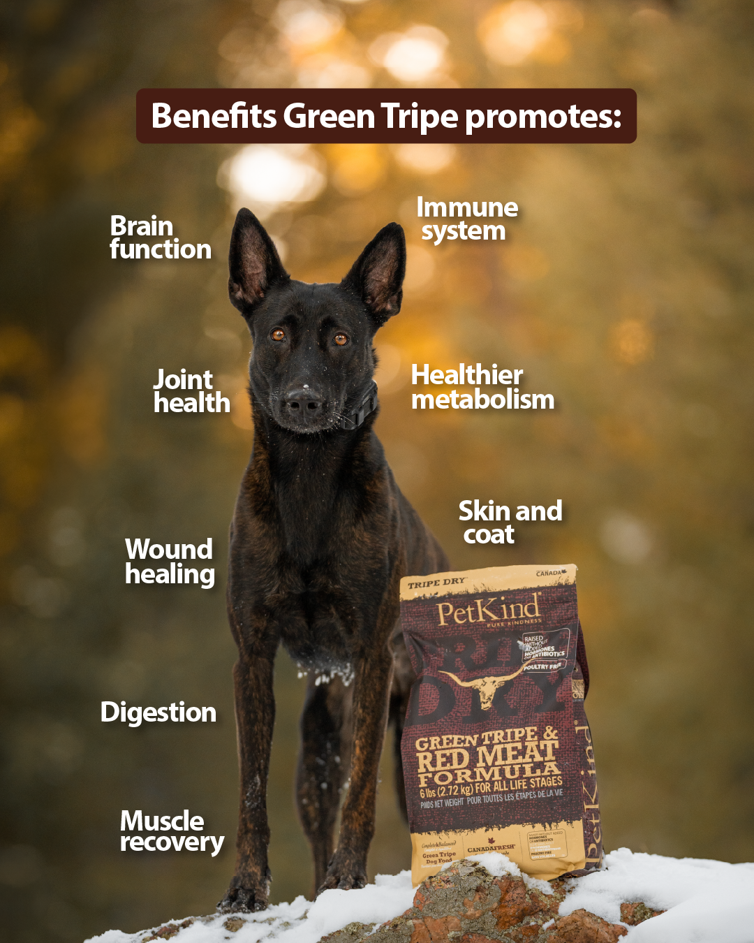 Tripe Dry – Green Tripe & Red Meat Formula