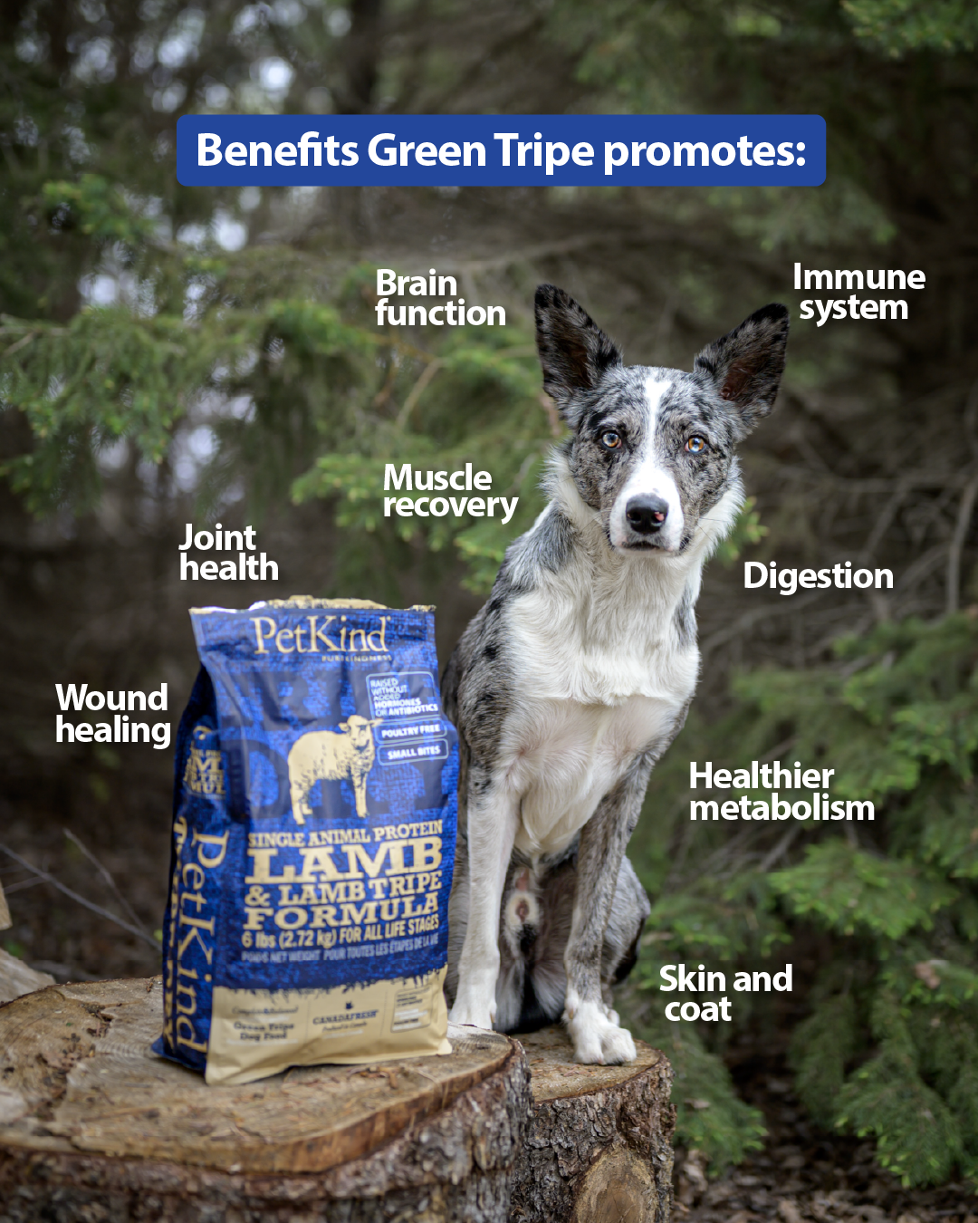 Tripe Dry – Single Animal Protein Lamb & Lamb Tripe Formula