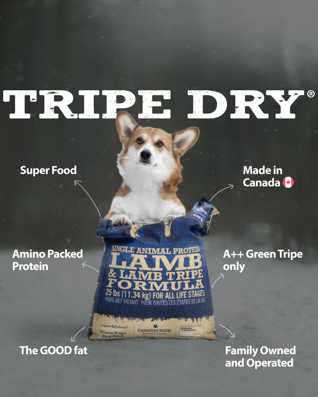 Tripe Dry – Single Animal Protein Lamb & Lamb Tripe Formula