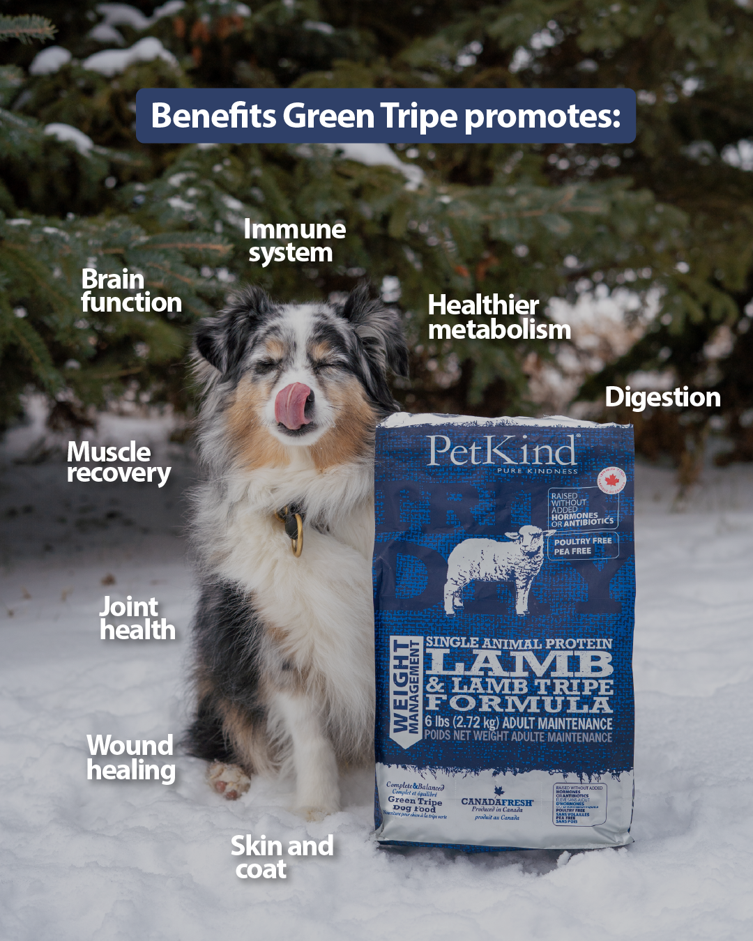 Tripe Dry – Single Animal Protein Lamb & Lamb Tripe Formula Weight Management