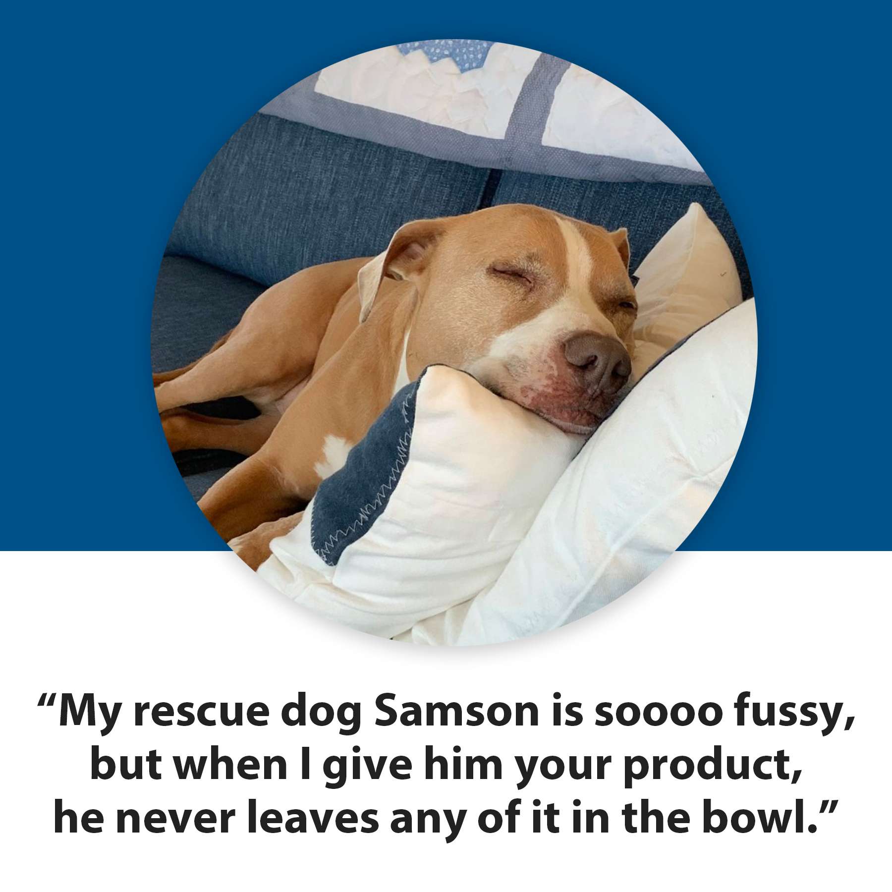 Testimonial of Samson, asleep on the couch