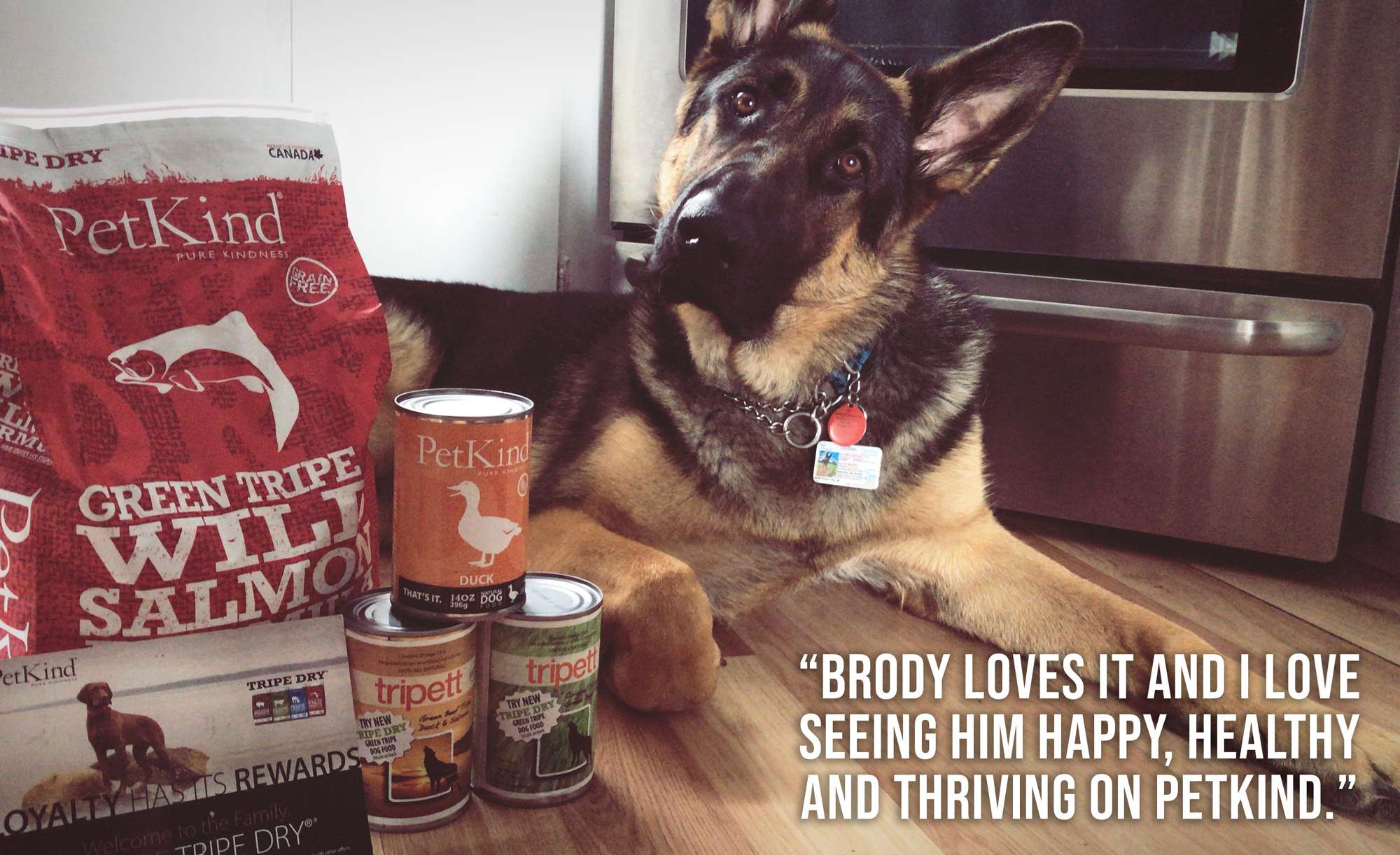 Testimonial of Brody, a German Shepherd sitting in his kitchen