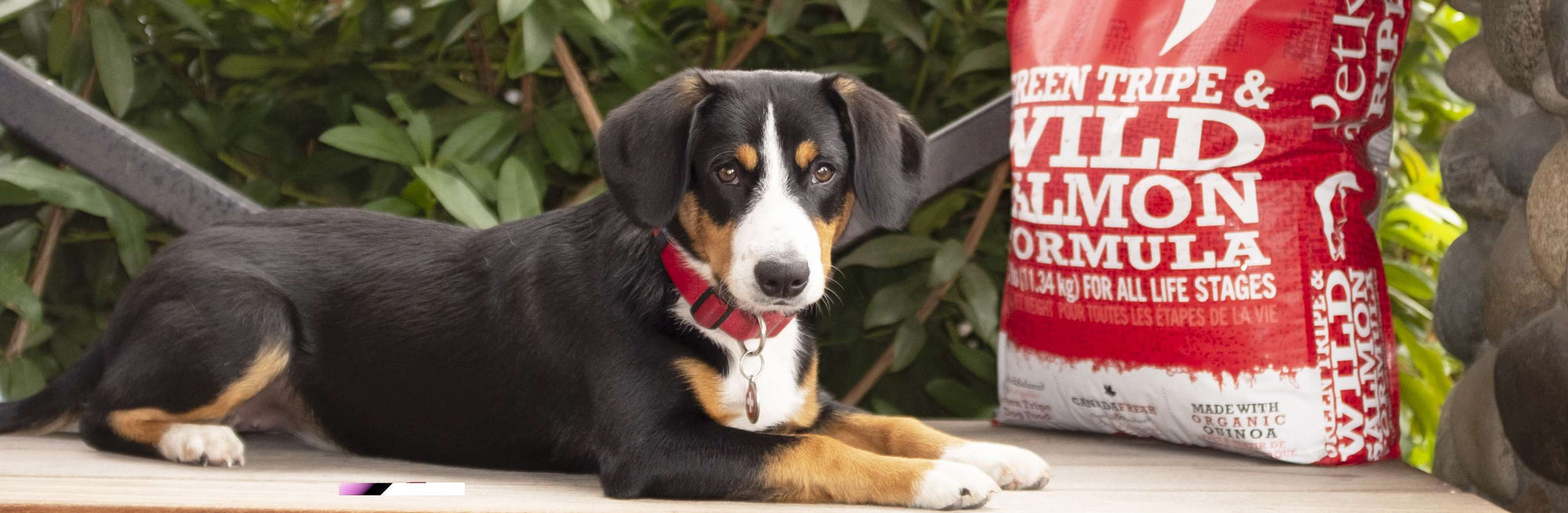 Young Entlebucher Mountain Dog sitting on a bench with a 25lb bag of Tripe Dry Wild Salmon Formula.
