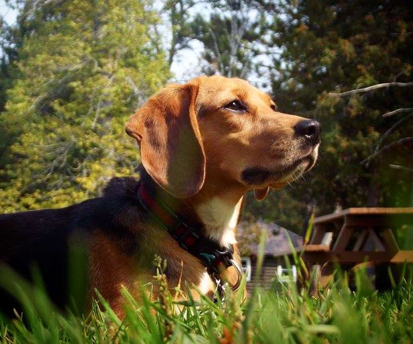 Frodo, a Beagle, sitting outside in the grass.