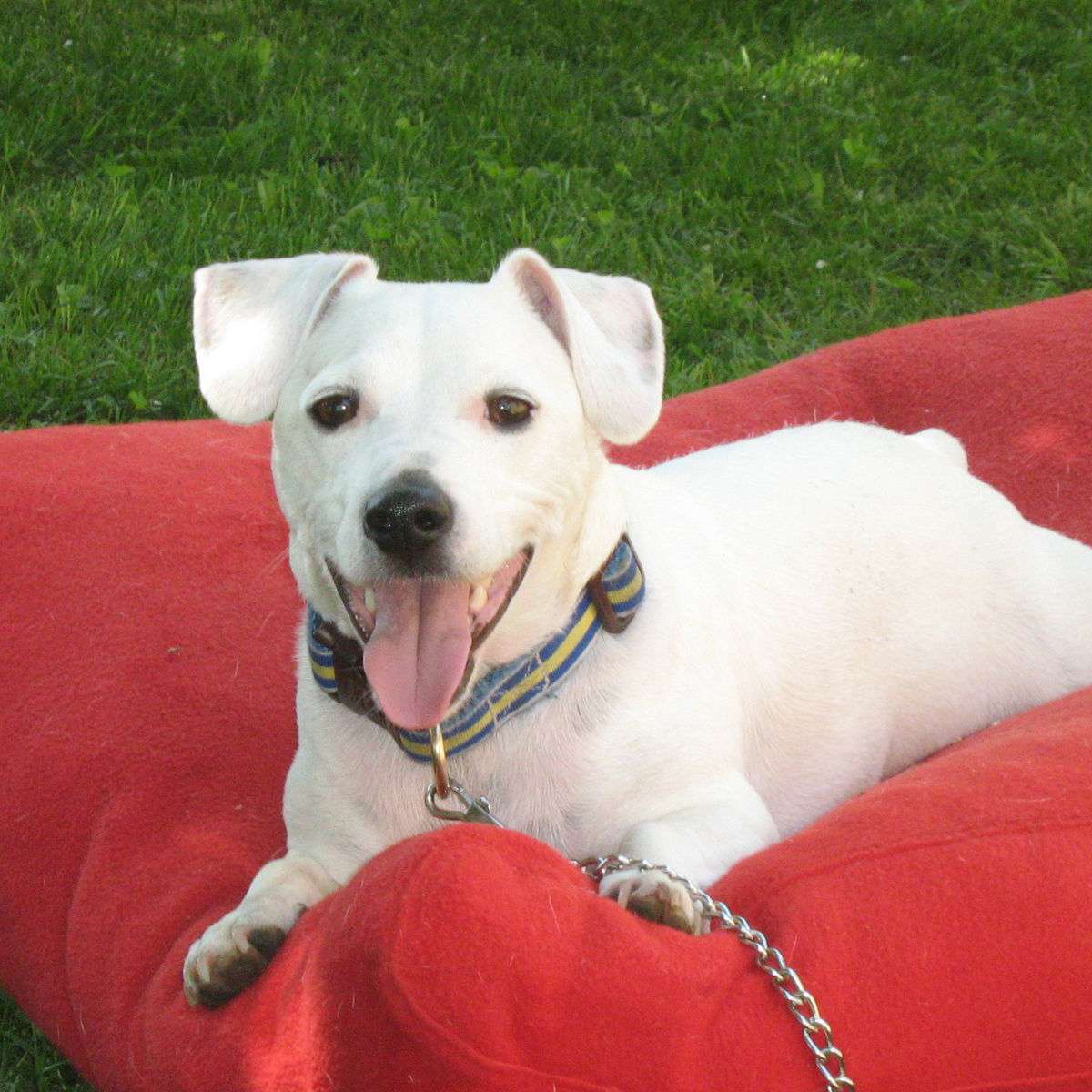 Kojo sitting on his red cushion in the grass