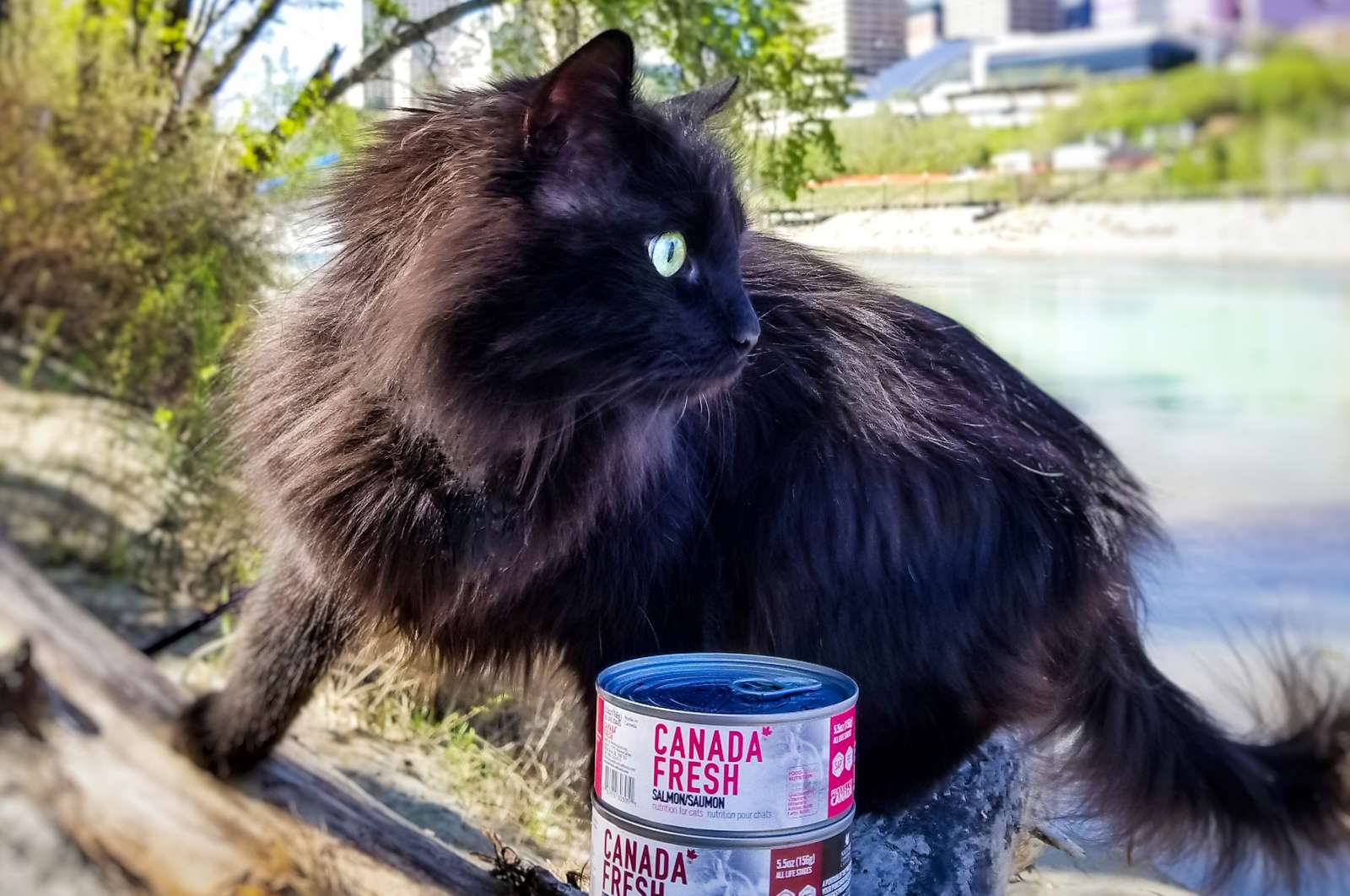 Chantilly Tiffany cat outdoors with 5.5 oz cans of Canada Fresh Salmon and Red meat variant.