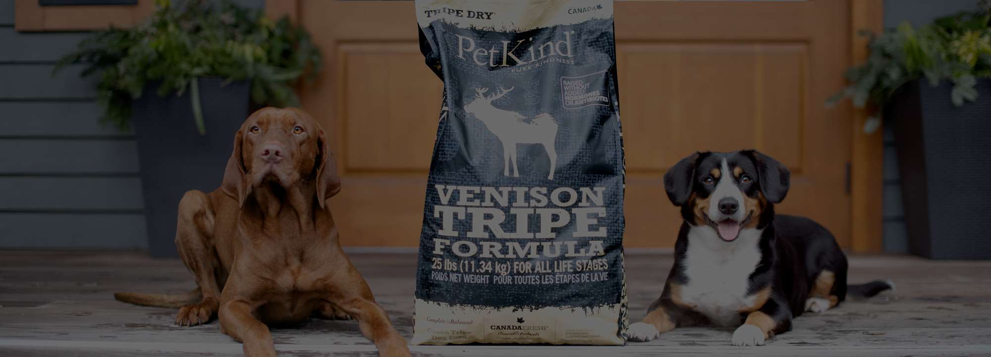 Vizsla and Entlebucher Mountain Dog sitting on the porch with a 25 lb bag of Tripe Dry Venison Tripe formula.