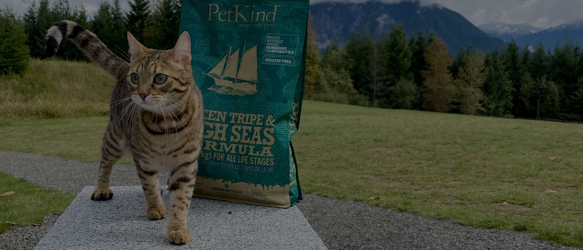  Bengal Cat outdoors with an 11 lb bag of Tripe Dry Green Tripe and High Seas formula. 