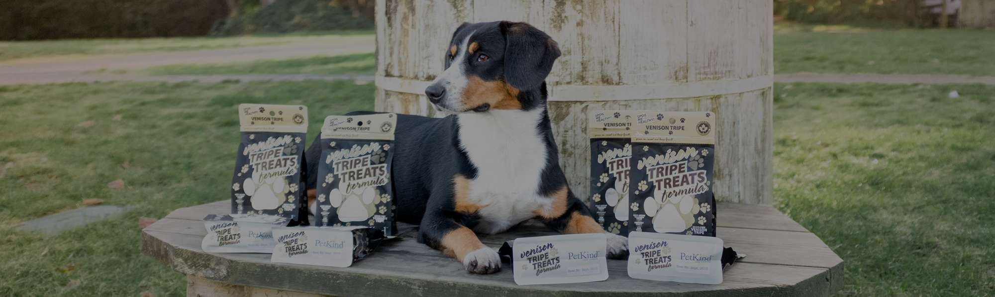 Entlebucher Mountain Dog sitting on a wooden bench amidst multi-size packs of Venison Tripe Treats.