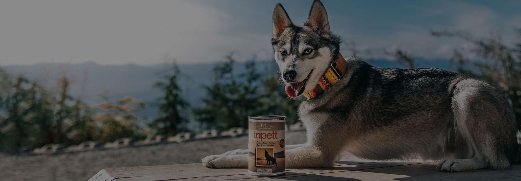 Husky sitting on the deck with a 12.8oz can of Tripett in the variant Green Beef Tripe, Duck and Salmon