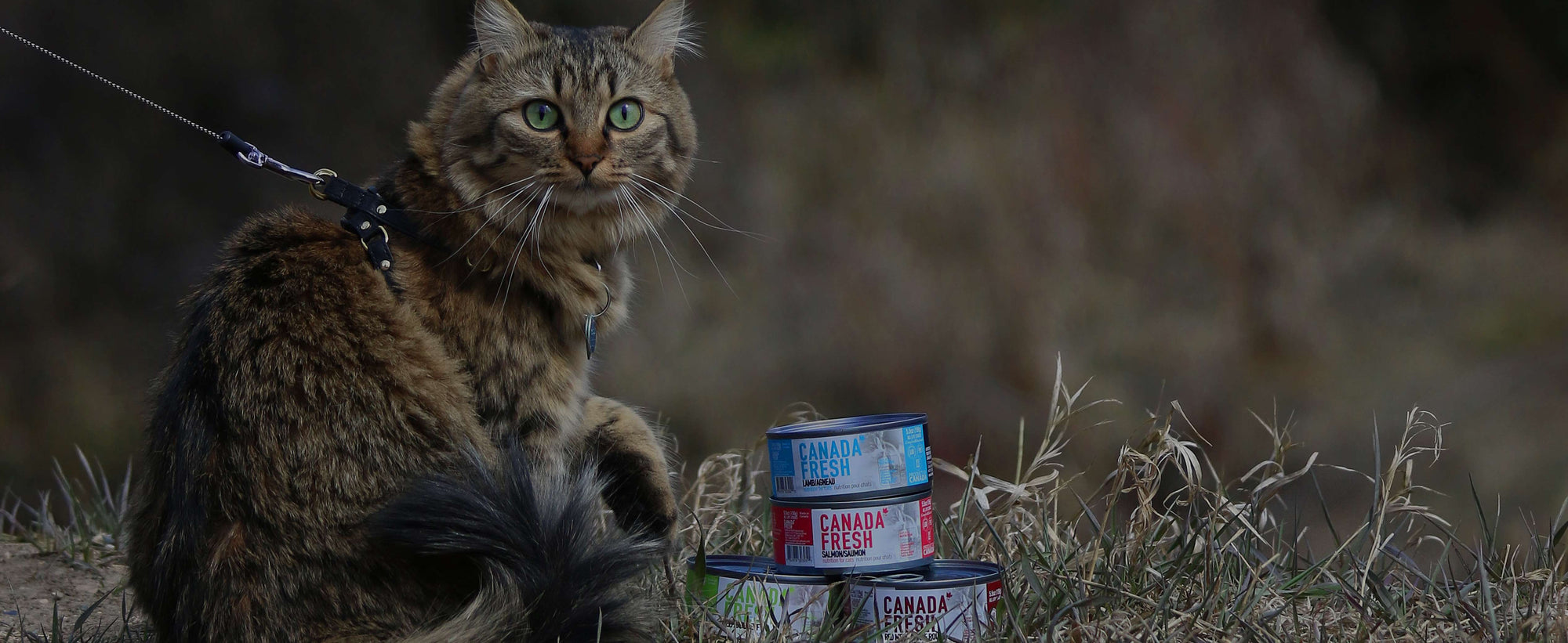 Ginger cat sitting in wild grass besides towering 5.5 oz cans of different variants of Canada Fresh