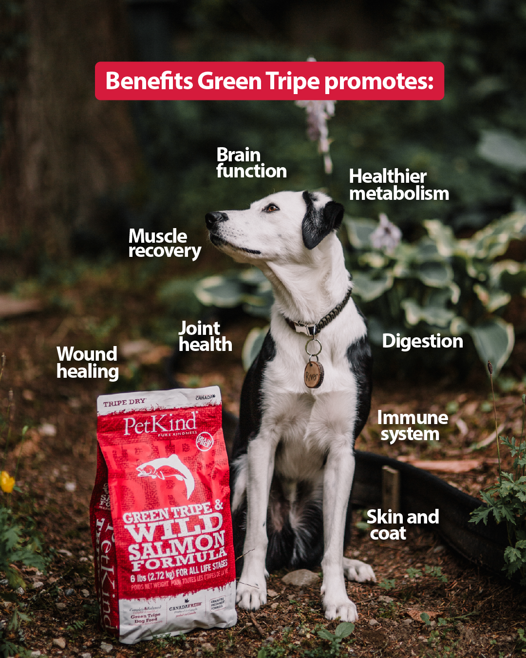 Tripe Dry – Green Tripe & Wild Salmon Formula