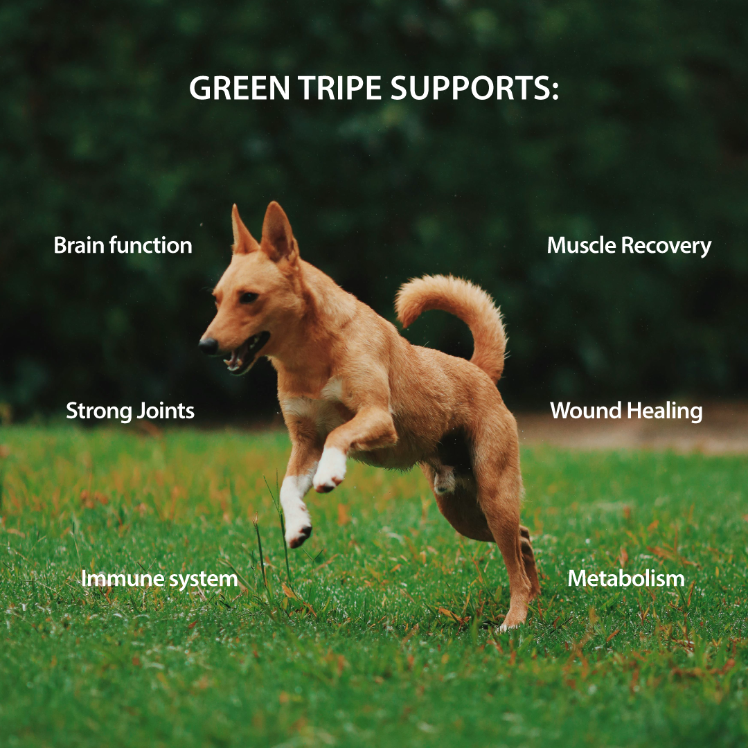 Tripe Dry – Green Tripe & Wild Salmon Formula